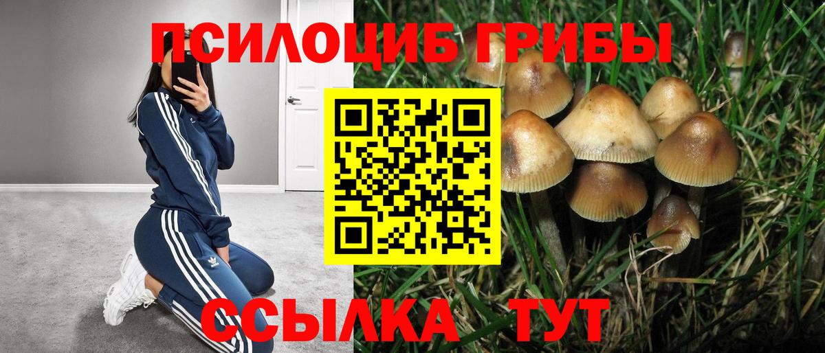 Видное  Псилоцибиновые грибы GOLDEN TEACHER  Вход с VPN 